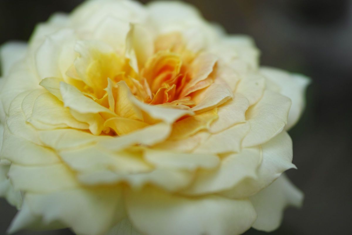 DP2M クローズアップレンズ比較 | GANREF