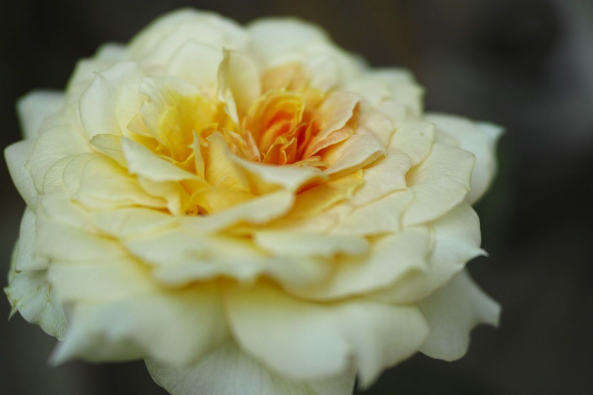 DP2M クローズアップレンズ比較 | GANREF