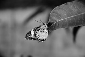 MDAwMDAzMzUxNg_MC45NDg1OTAwMCA