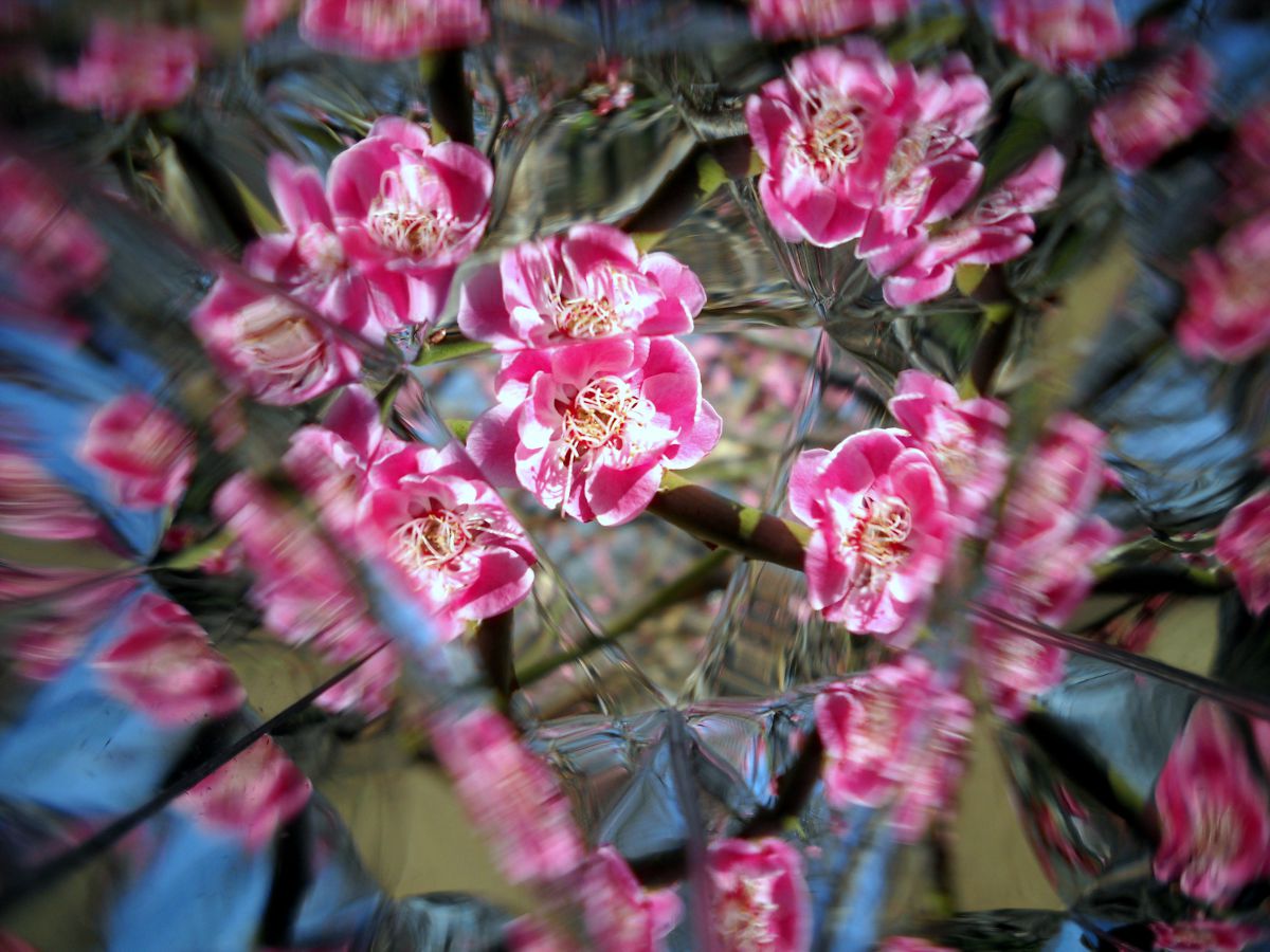 COOLPIX L20で撮影された写真 | 写真検索 | GANREF