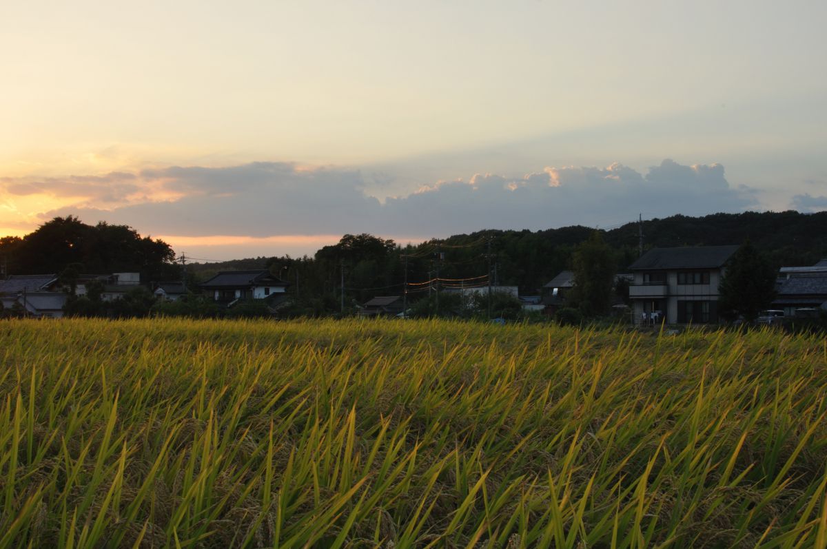 夕方の田んぼ 自然 風景 空 雲 Ganref 夕方の田んぼ 自然 風景 空 雲 Ganref