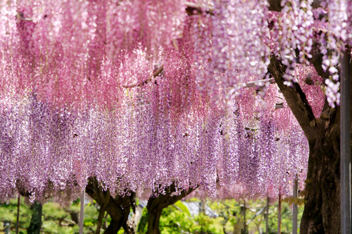 豊丘村泉龍院の三色藤 植物 花 花びら Ganref