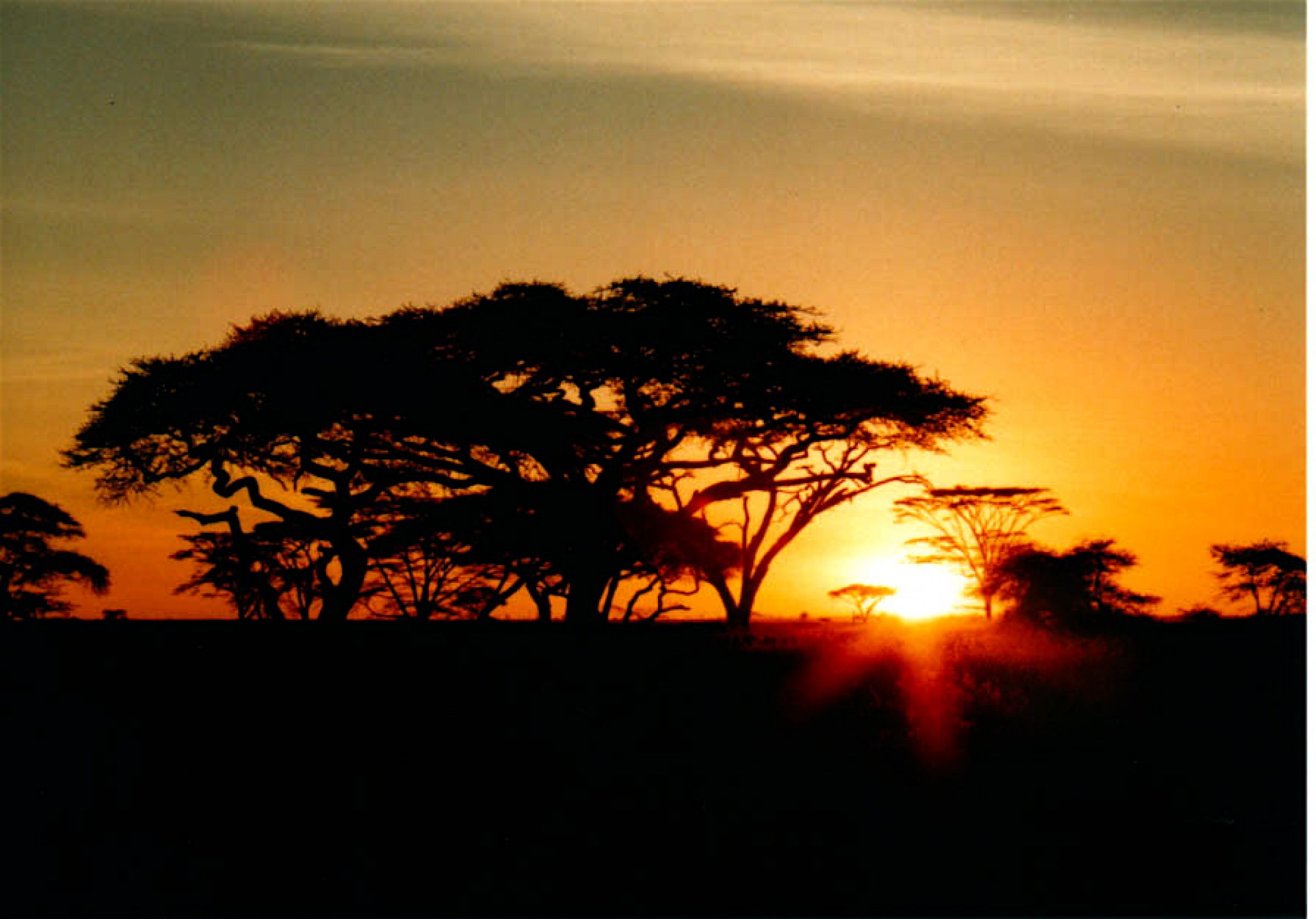 セレンゲッティの日の出 | GANREF