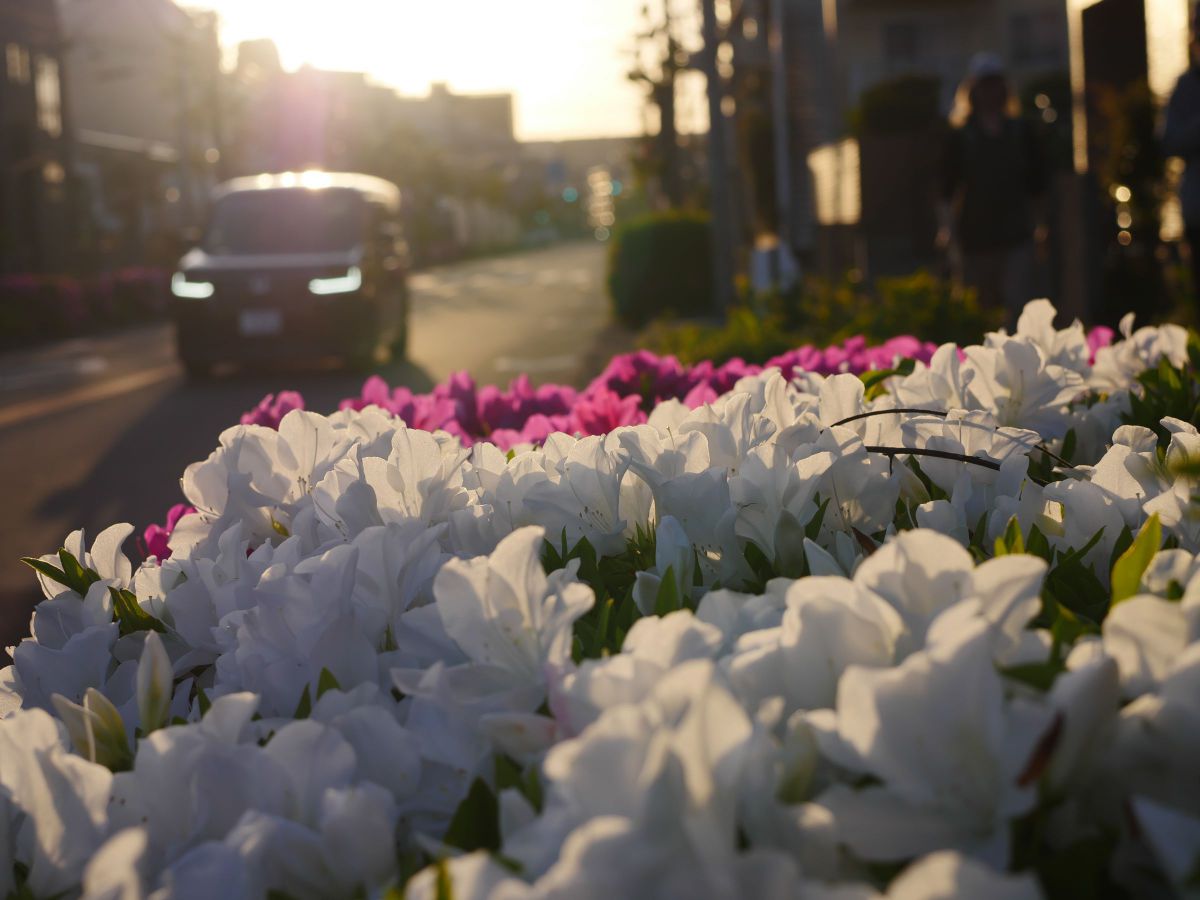 LUMIX DMC-GX8で撮影された写真 | 写真検索 | GANREF