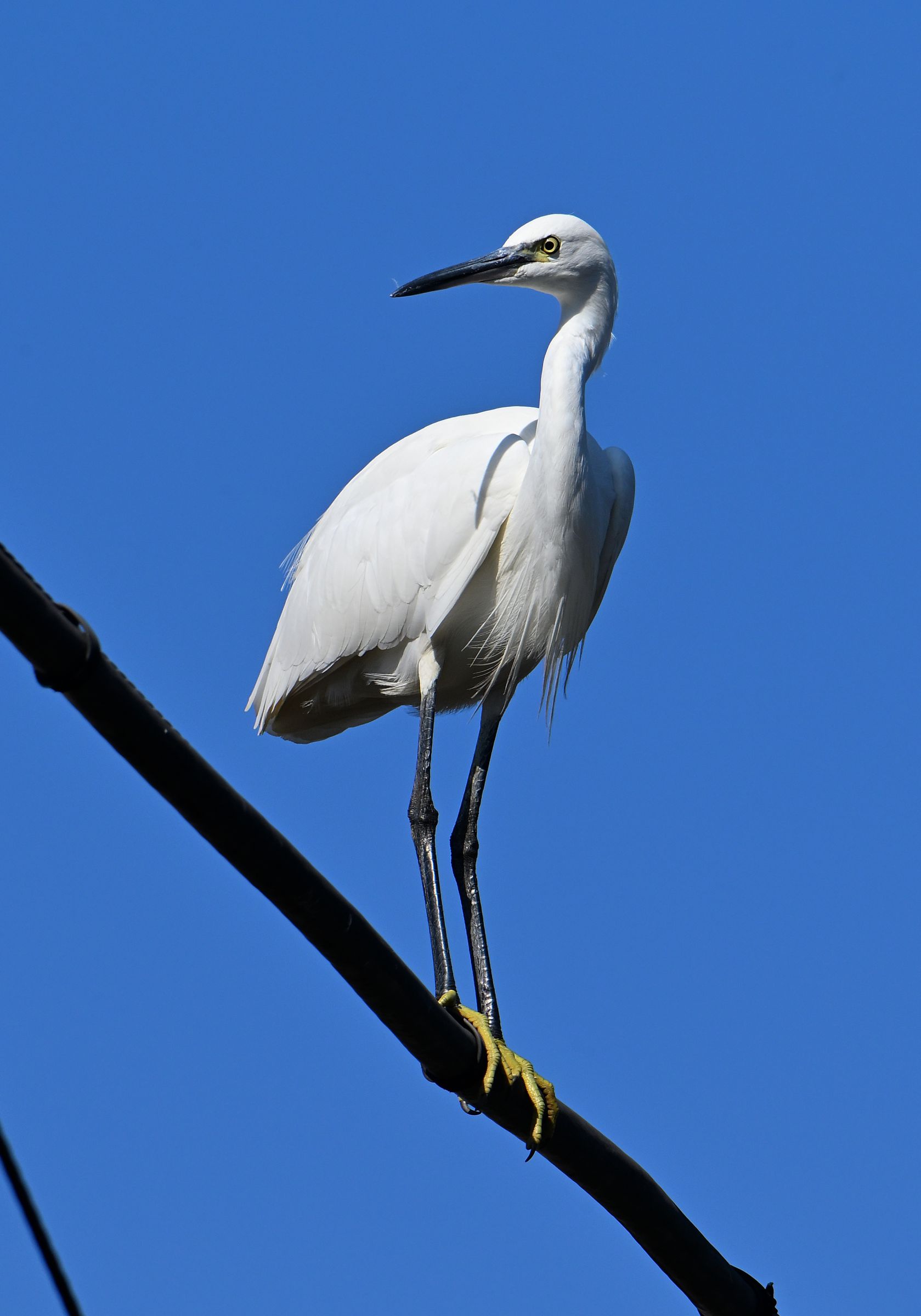 電線上のコサギ | GANREF