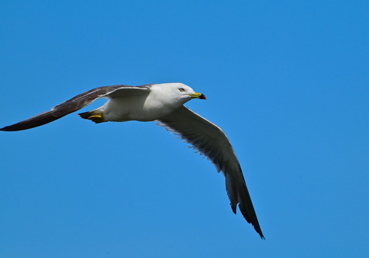 るんページ Amazon | Nikon NIKKOR Z 180-600mm f/5.6-6.3 VR Lens Z (20117