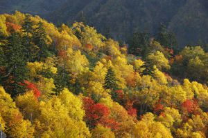 白樺と紅葉(北海道) | GANREF
