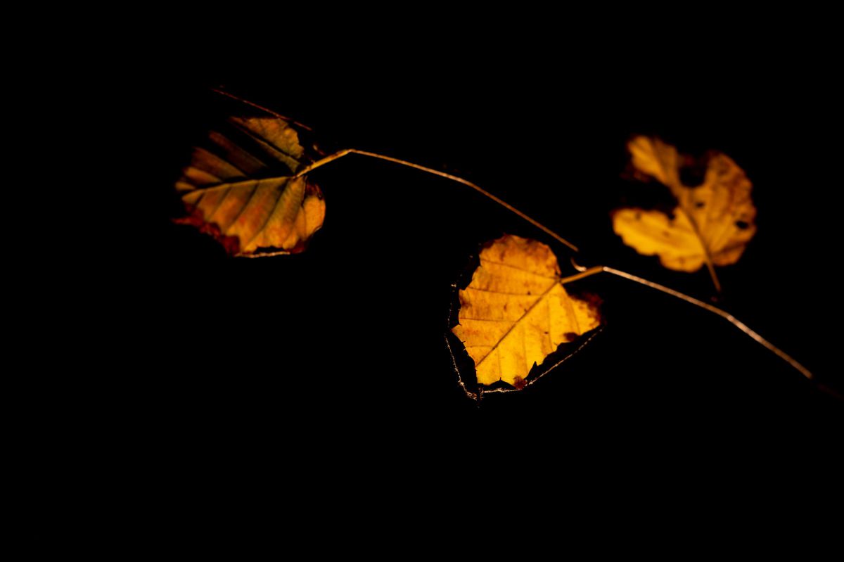 Autumn Leaves | GANREF
