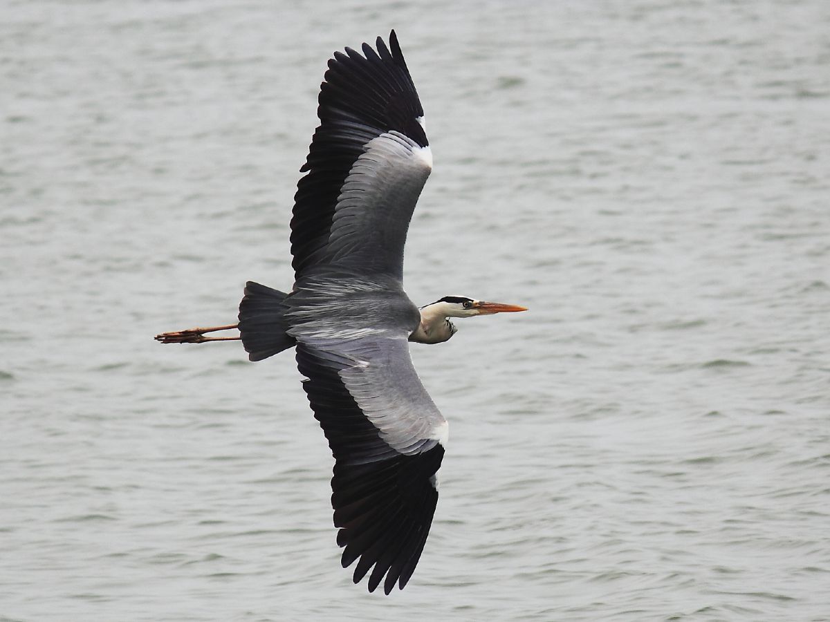 アオサギ 飛ぶ 動物 鳥類 Ganref
