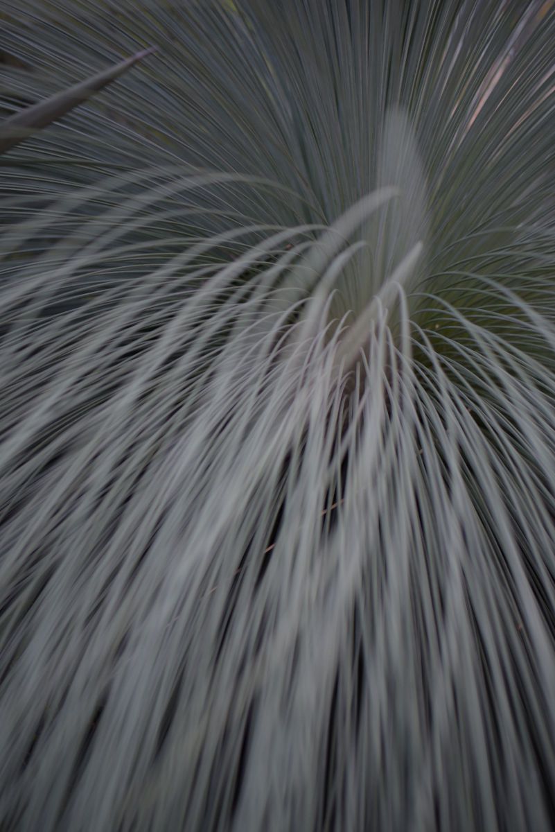 花火のよう GANREF