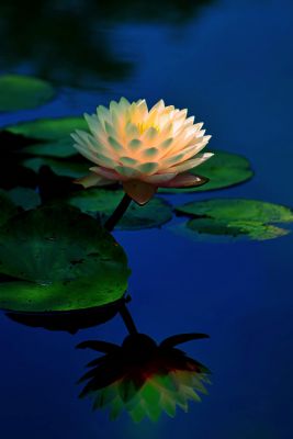 みんなが撮影した睡蓮 スイレン の写真 Ganref