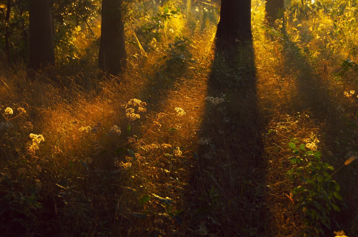 Ai Micro-Nikkor 105mm f/2.8Sで撮影された写真 | 写真検索 | GANREF