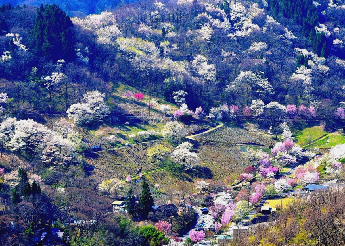 陸郷 桜仙峡 植物 桜 Ganref