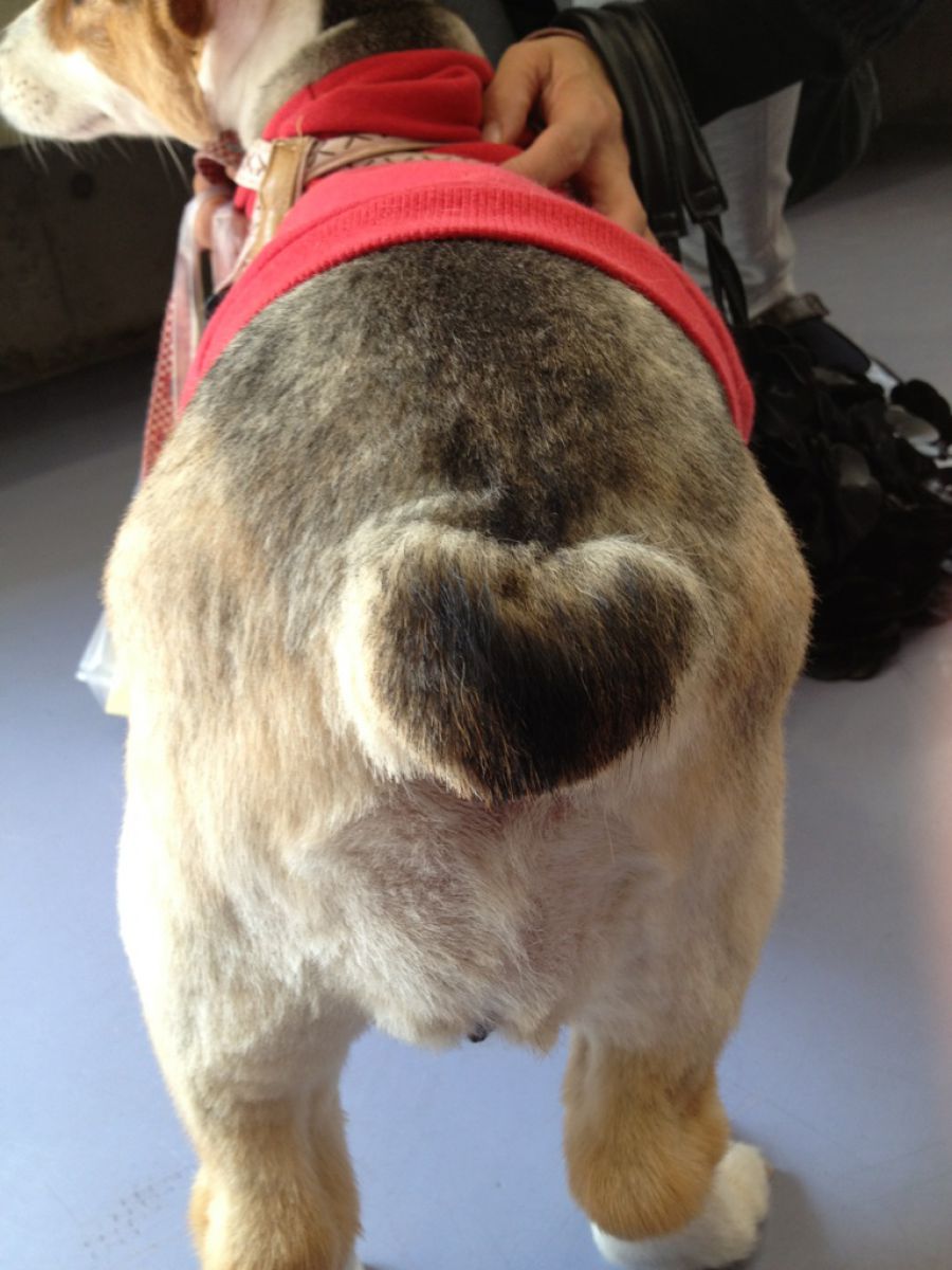 ハート模様 動物 犬 Ganref