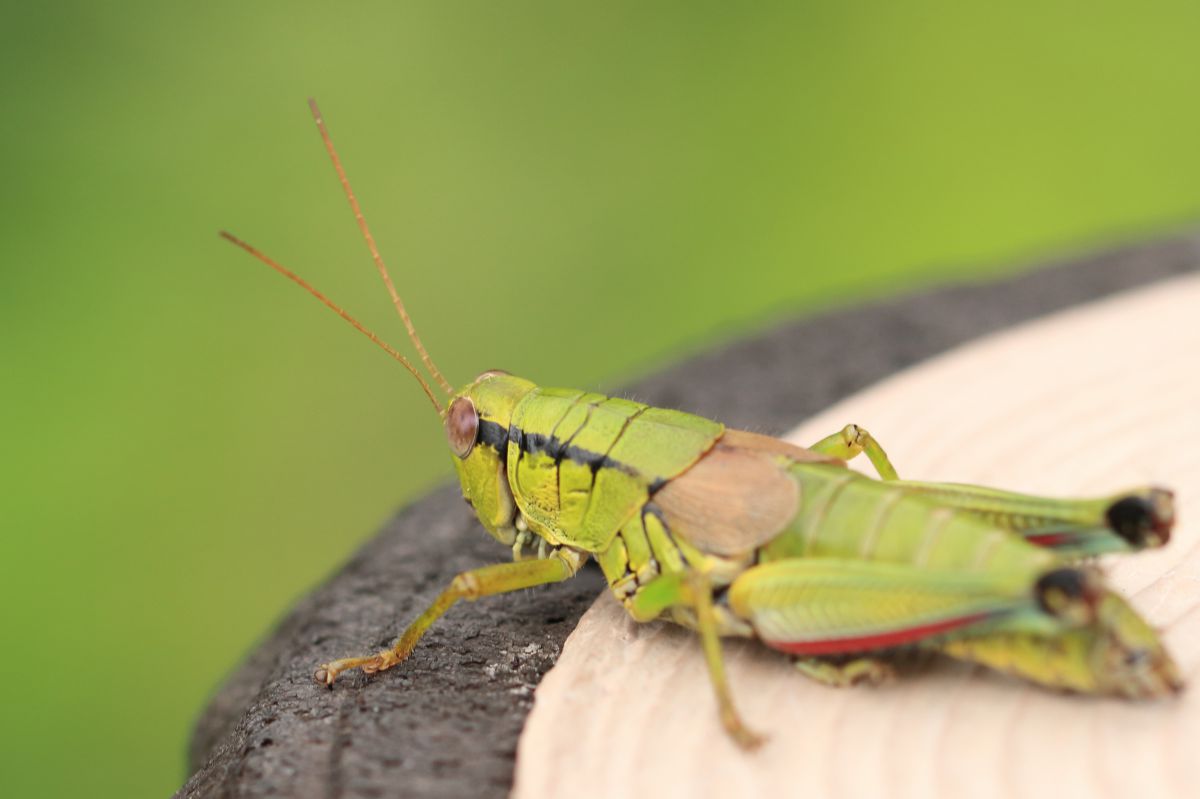 Eyes Of Grasshopper 動物 虫 昆虫 Ganref