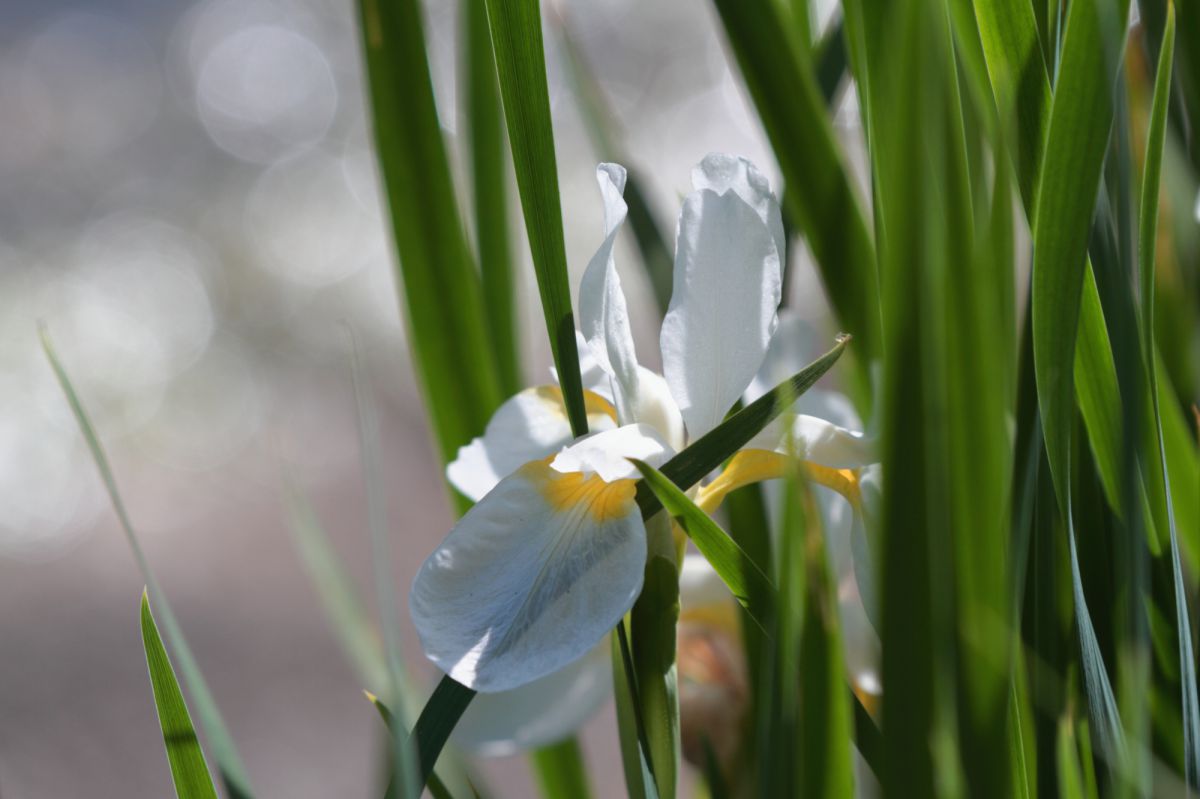 あやめ 白 植物 花 花びら Ganref