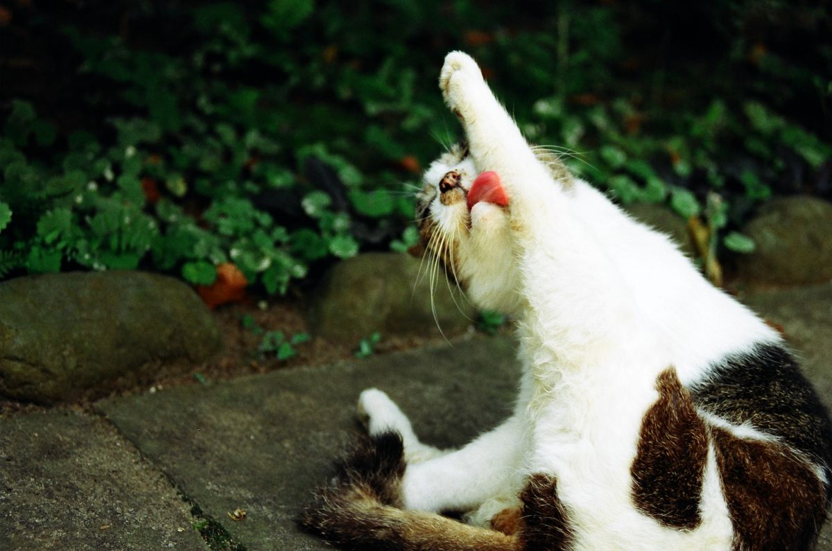 綺麗になってやる 動物 猫 Ganref