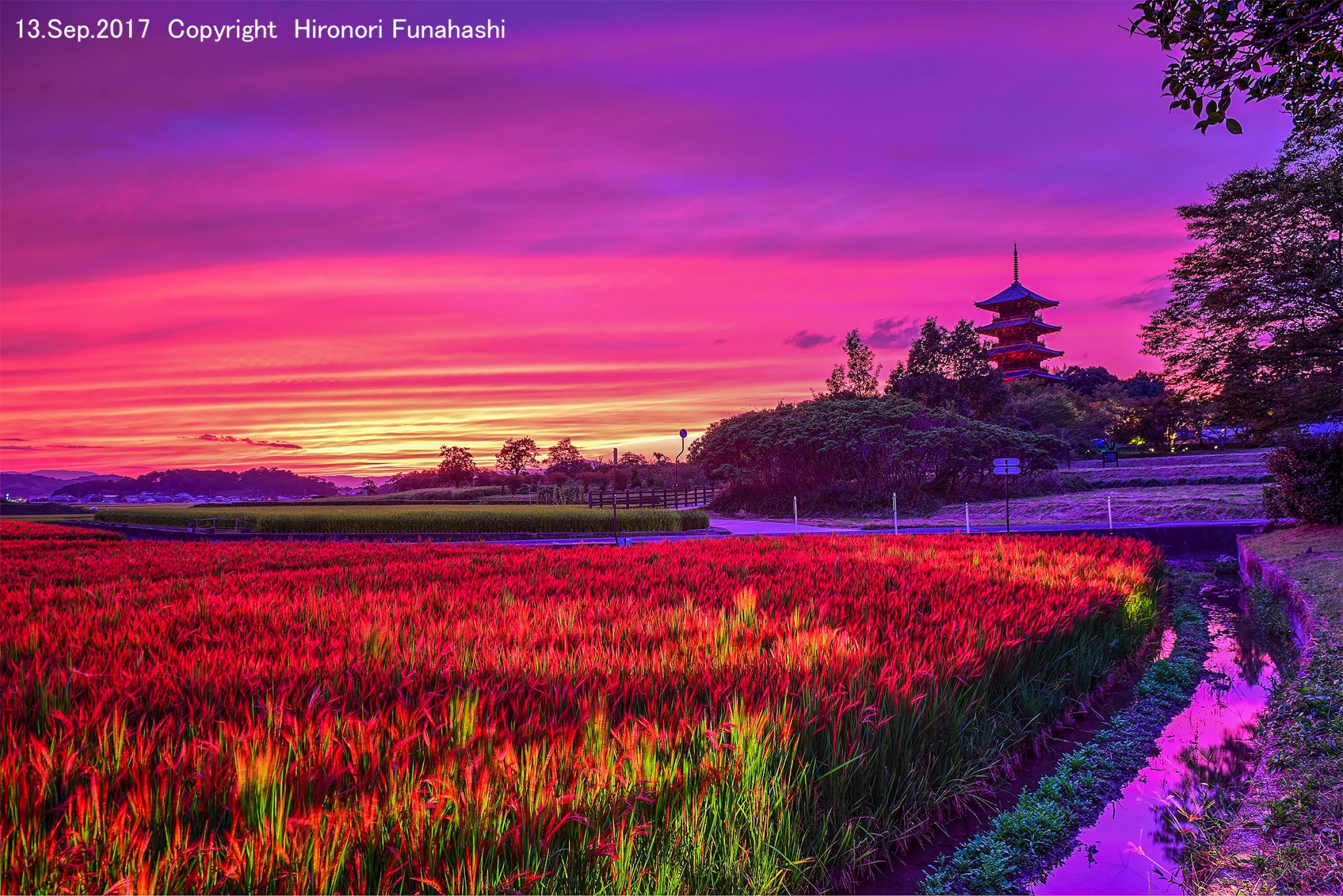 備中国分寺を撮る！】赤米のライトアップ（赤い稲穂の夕べ