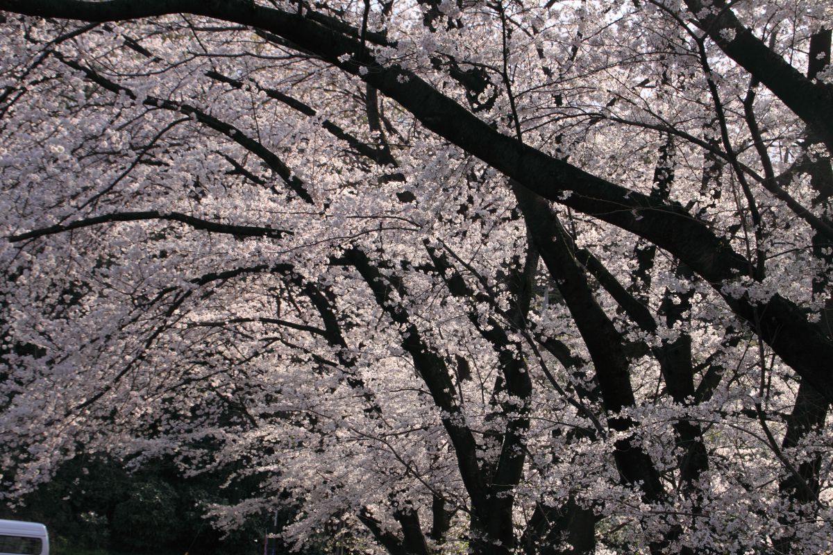 首を垂れる 植物 花 花びら Ganref