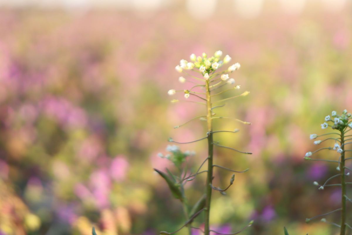 EF-S18-55mm F4-5.6 IS STMで撮影された写真 | 写真検索 | GANREF