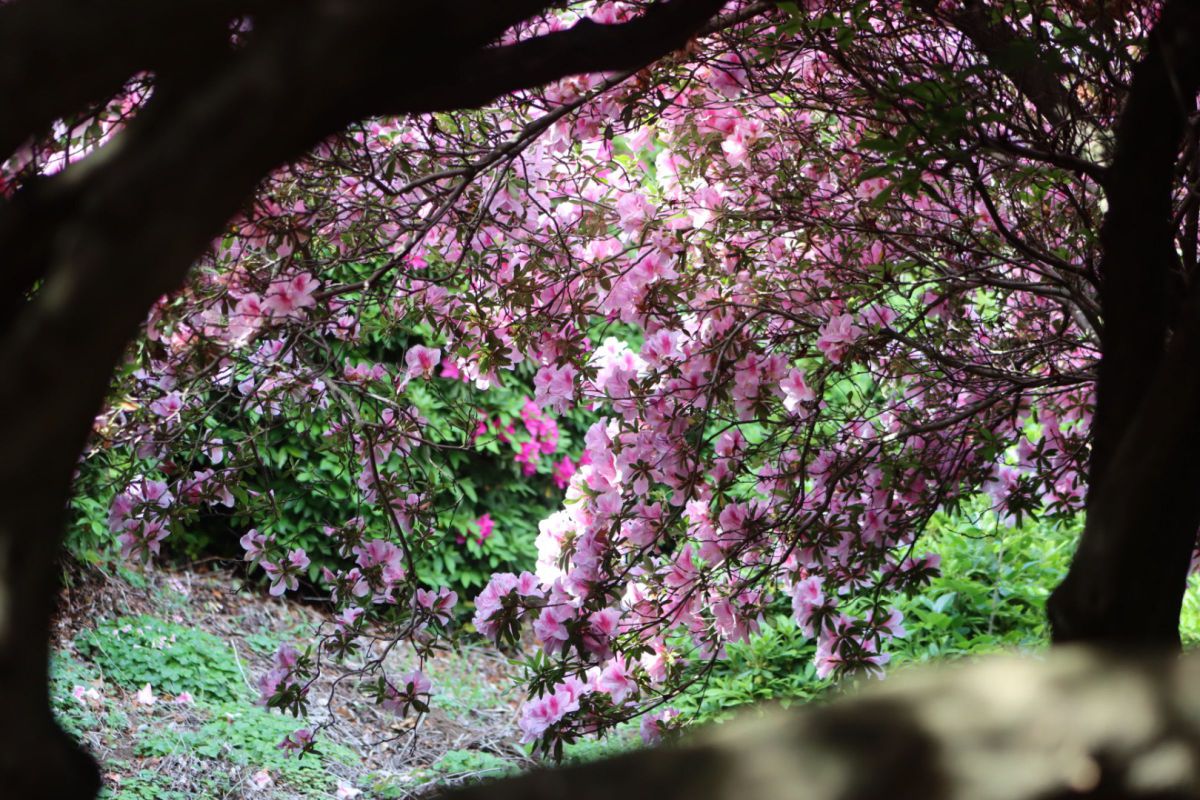 EF75-300mm F4-5.6 III USMで撮影された写真 | 写真検索 | GANREF