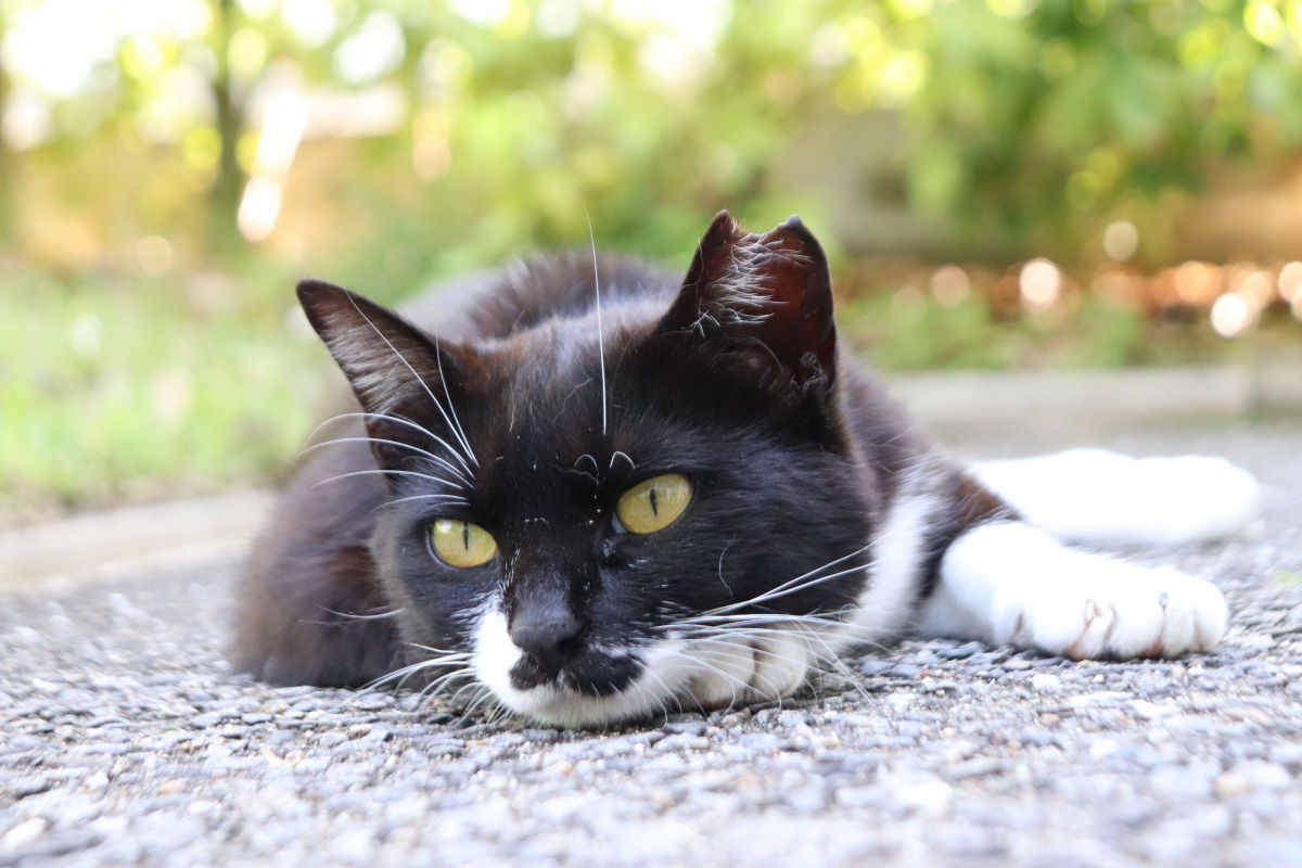 EOS Kiss X9で撮影された写真 | 写真検索 | GANREF