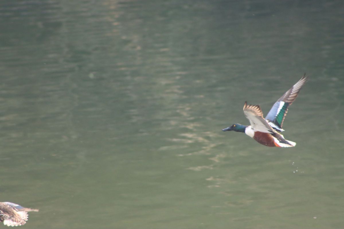 ❤️迫力ズーム❤️Canon 75-300mm❤️野鳥・飛行機撮影❤️ ❤️迫力ズーム❤️Canon 75-300mm❤️野鳥・飛行機撮影