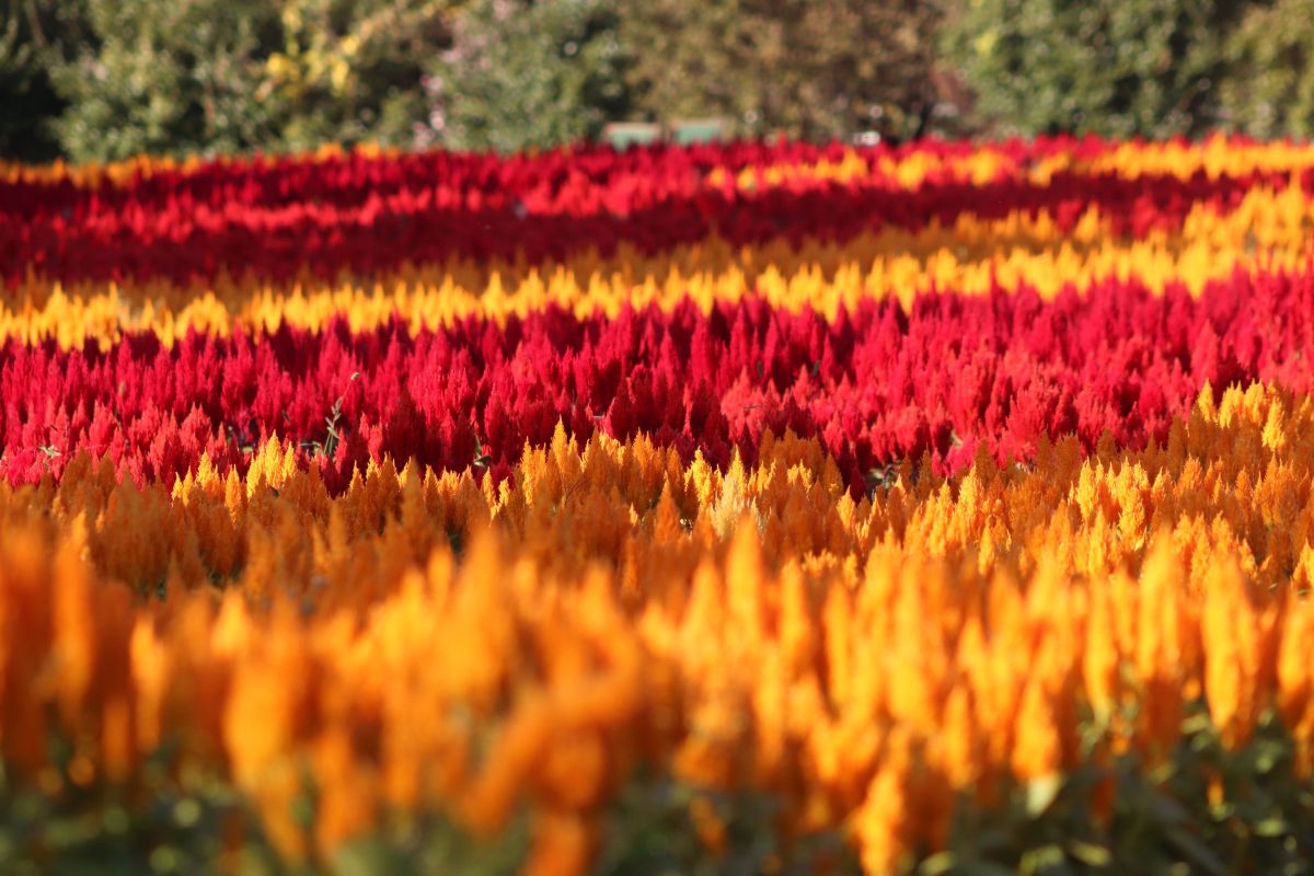 鮮やかなけいとの花 GANREF