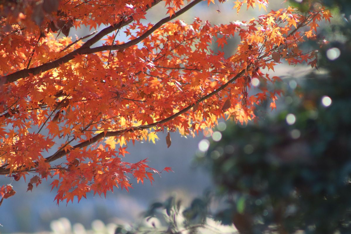 EF75-300mm F4-5.6 III USMで撮影された写真 | 写真検索 | GANREF