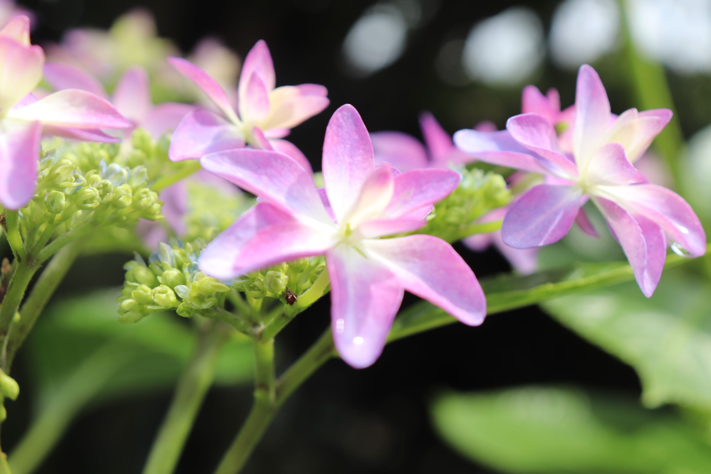 隅田の花火 紫陽花 | GANREF
