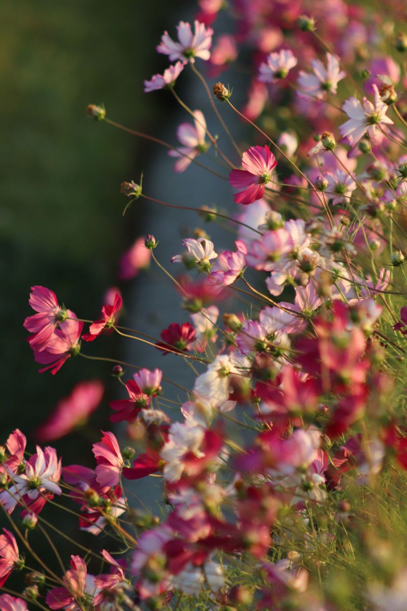 コスモス② GANREF