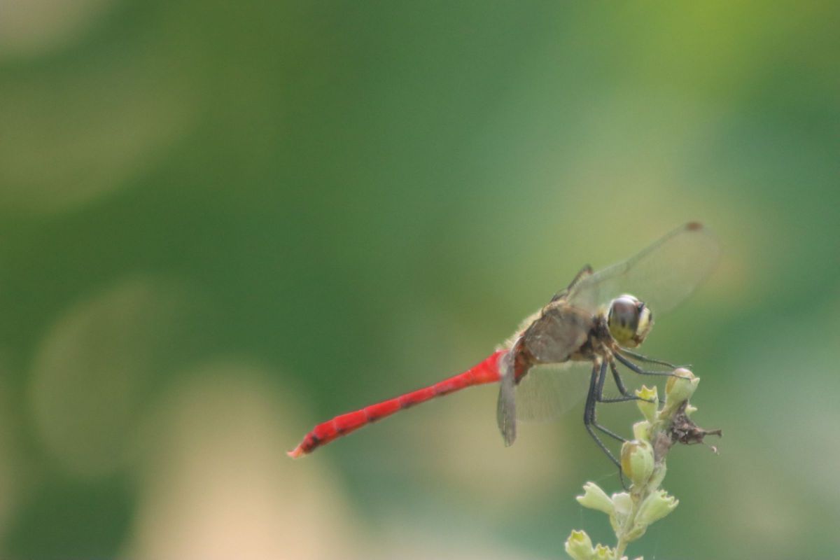 EF75-300mm F4-5.6 III USMで撮影された写真 | 写真検索 | GANREF EF75-300mm F4-5.6 III USMで撮影された写真 | 写真検索 | GANREF