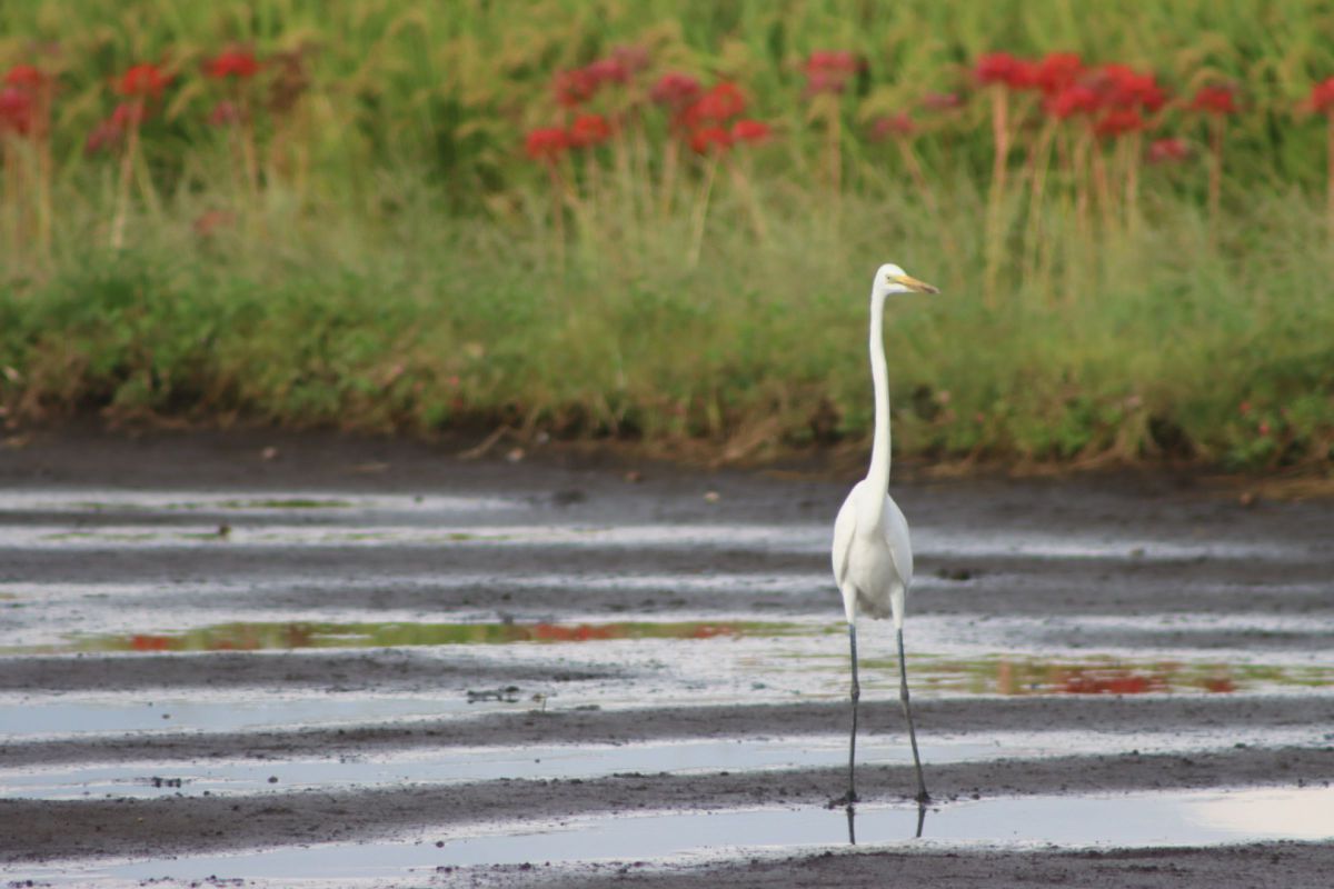 EF75-300mm F4-5.6 III USMで撮影された写真 | 写真検索 | GANREF