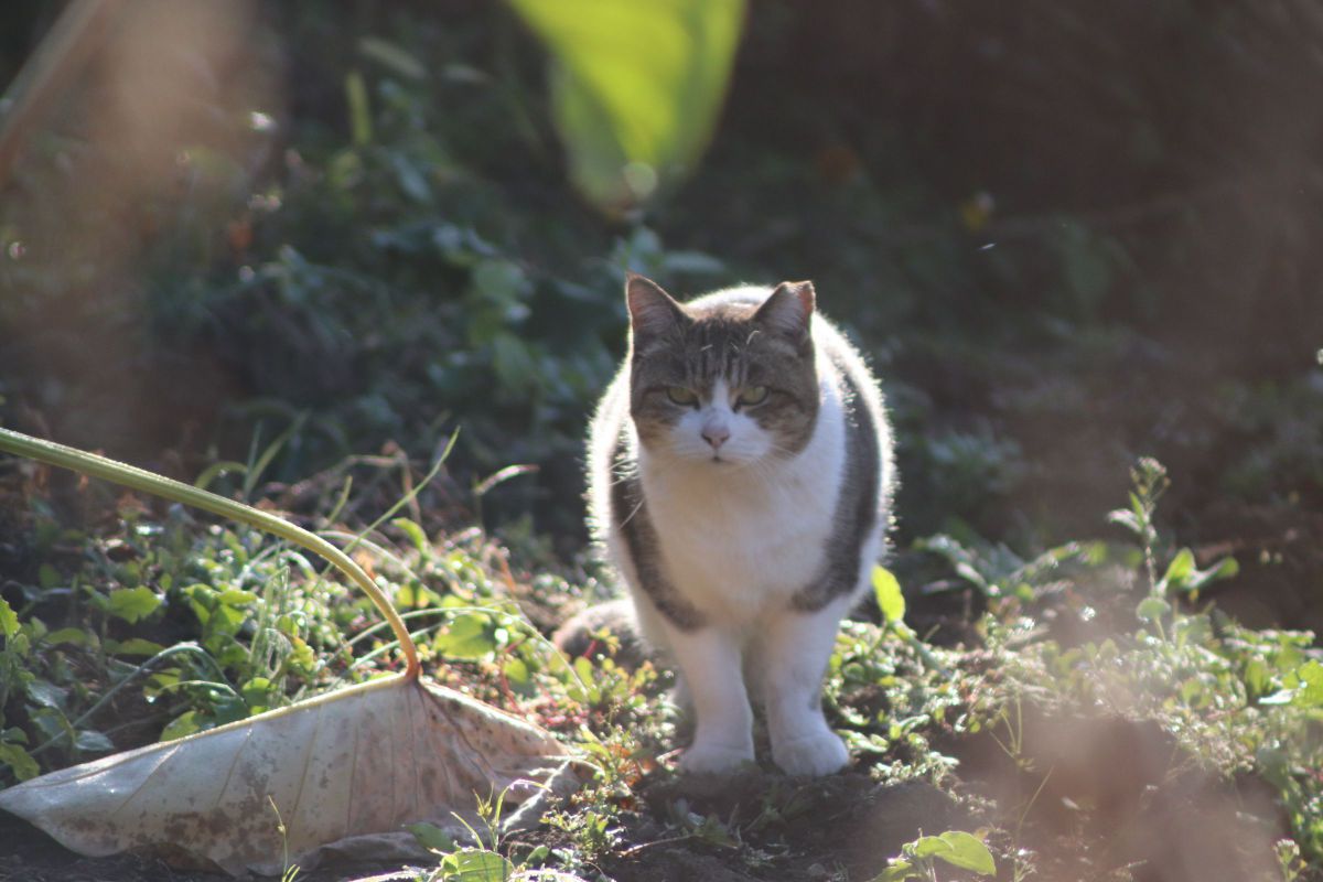 EF75-300mm F4-5.6 III USMで撮影された写真 | 写真検索 | GANREF