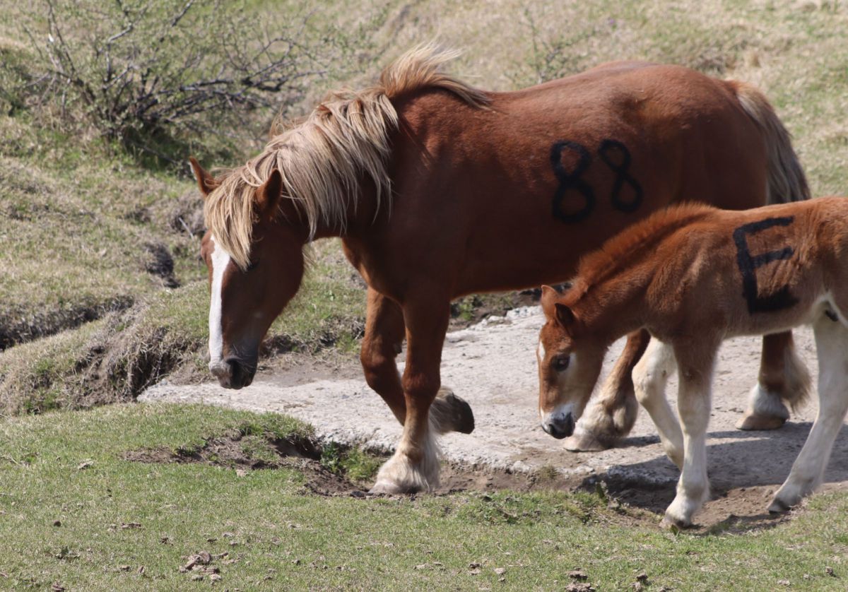 まめ　仲良し馬さん親子♪ 仲良し親子シリーズ . . #馬 #親子 #競馬 #競走馬 #仔馬 #ちび #とねっ