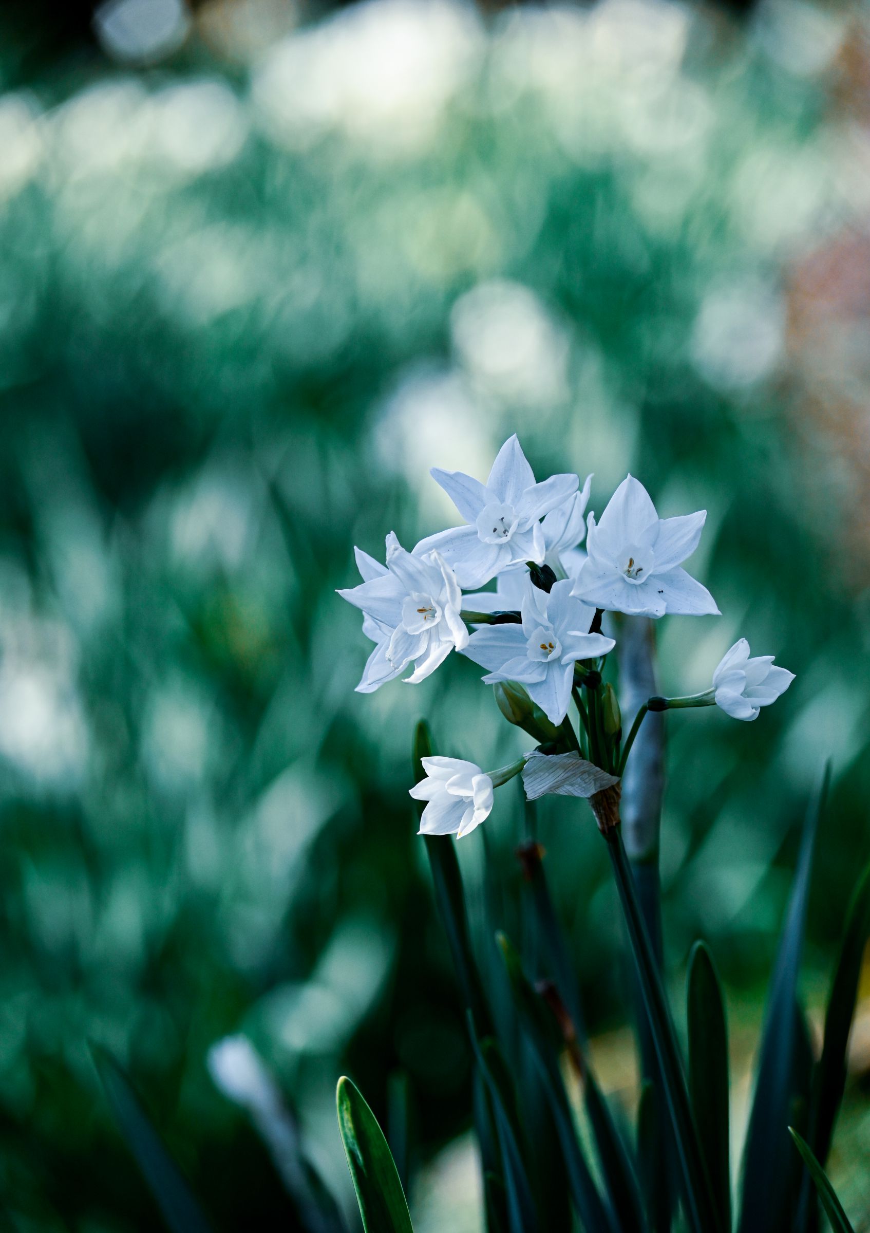 星屑の花 | GANREF