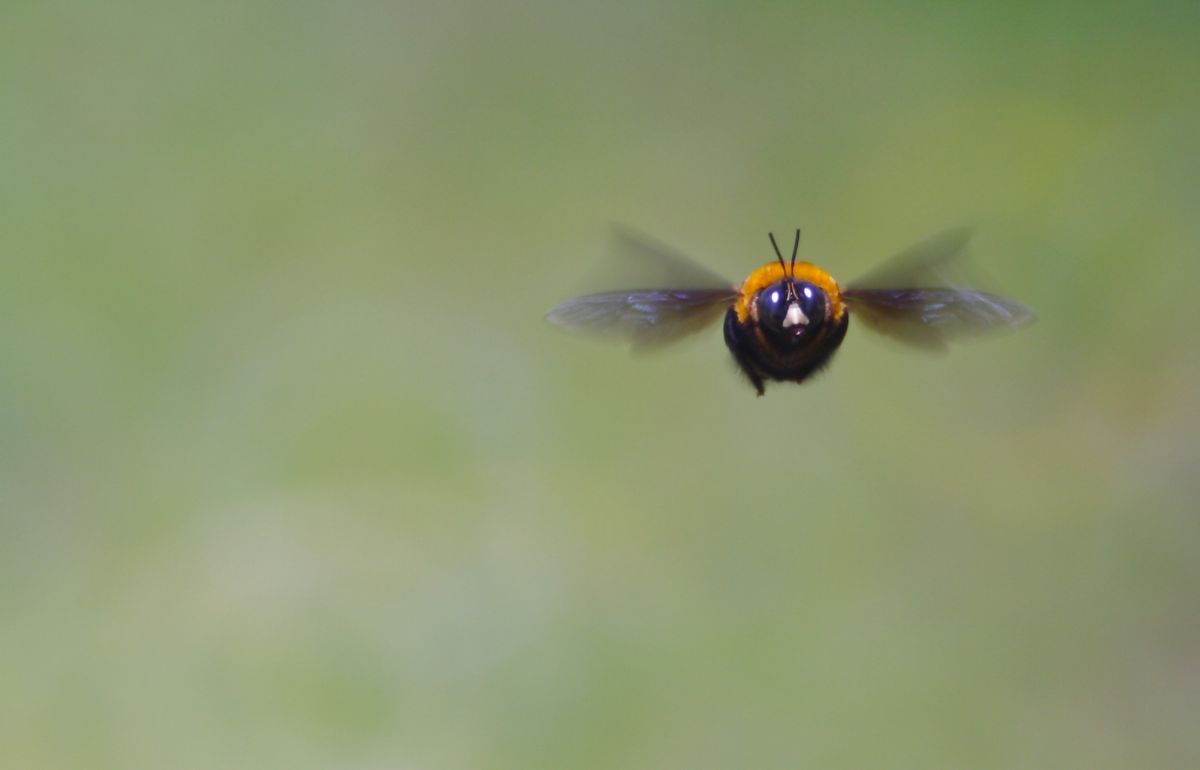 クマバチ 動物 虫 昆虫 Ganref