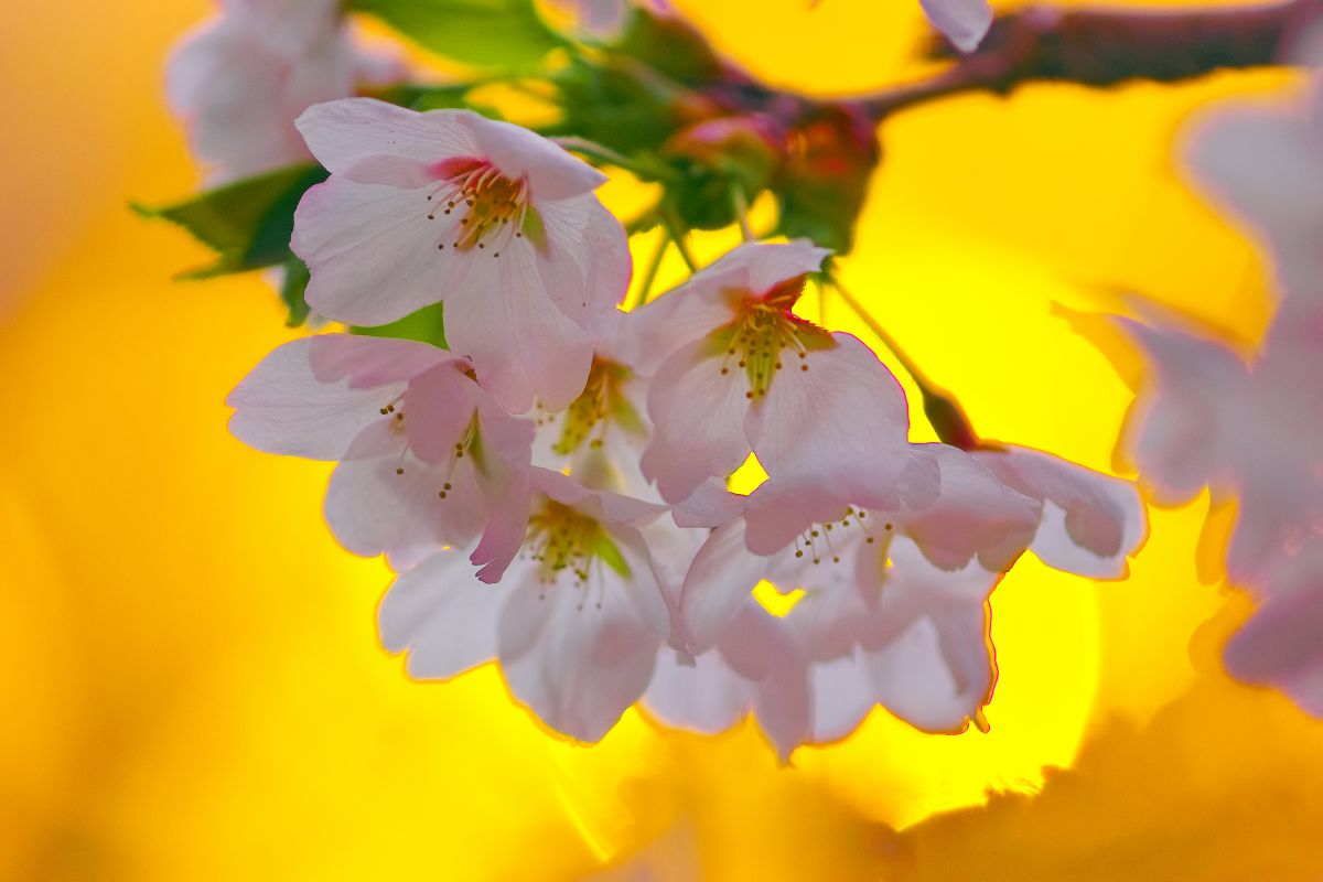 明日ありと思う心の仇桜 植物 花 花びら Ganref