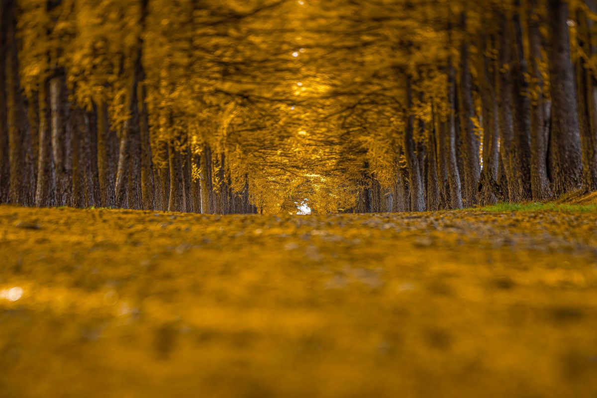 TS-E135mm F4L Macroで撮影された写真 | 写真検索 | GANREF