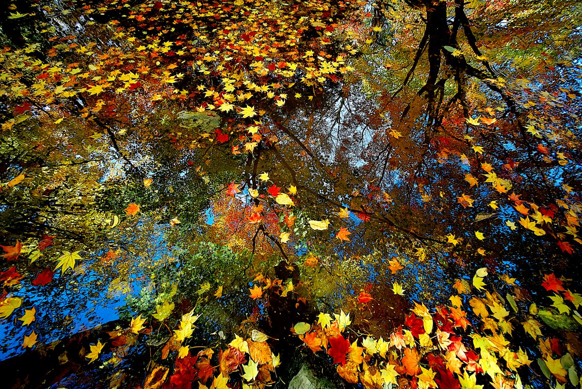 秋を散りばめる 植物 紅葉 Ganref