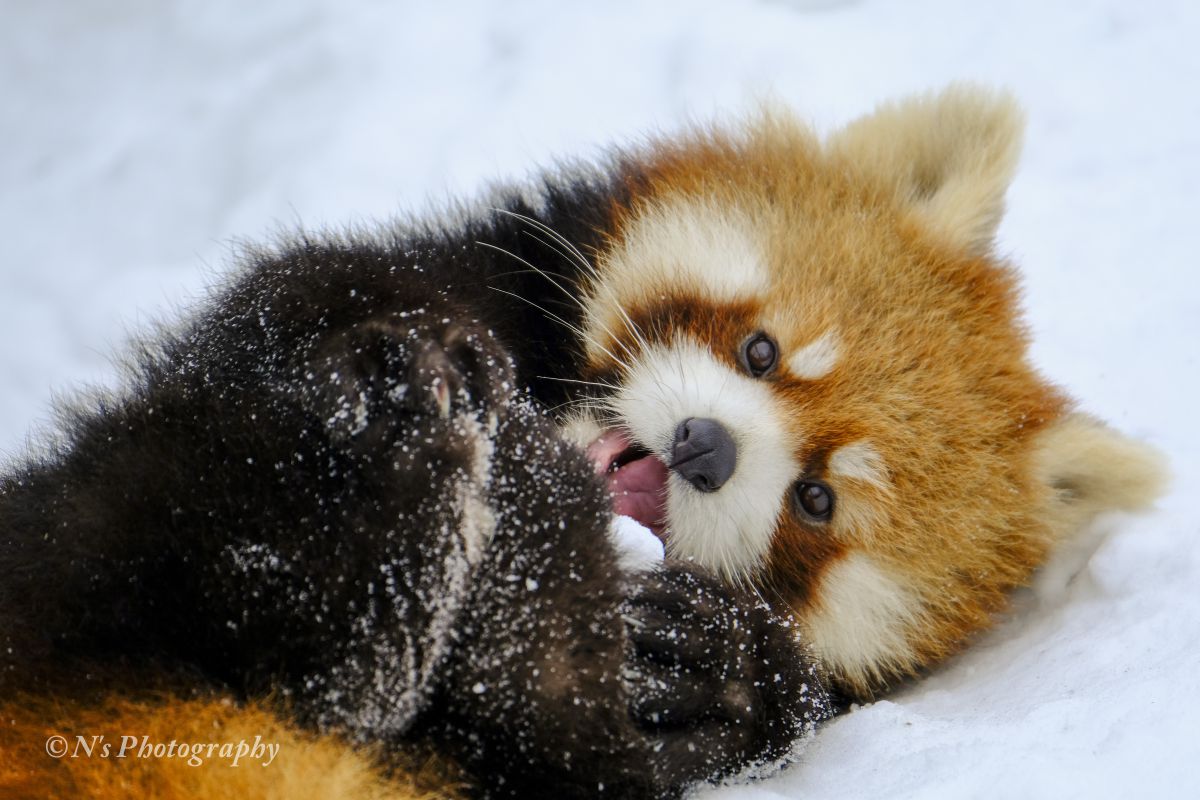 レッサーパンダ 動物 小動物 Ganref