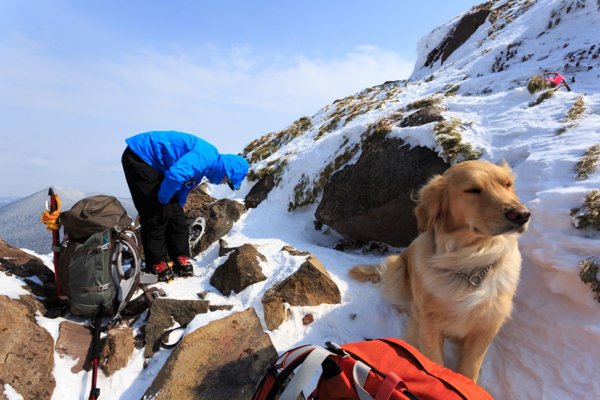 登山犬チロルと登る百名山雌阿寒岳 動物 犬 Ganref