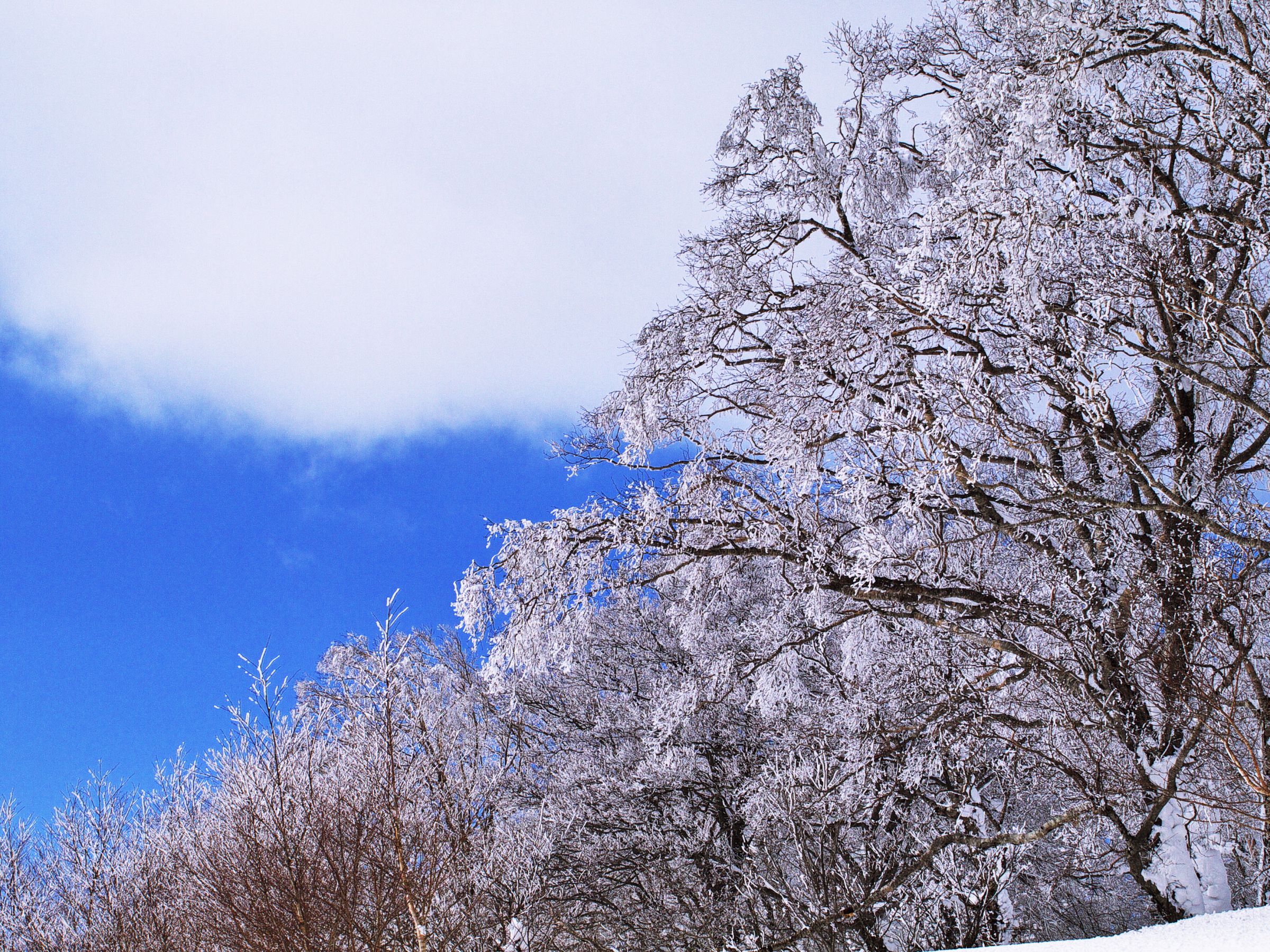 雪桜 | GANREF