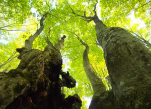 ブナの森の春_3 | GANREF