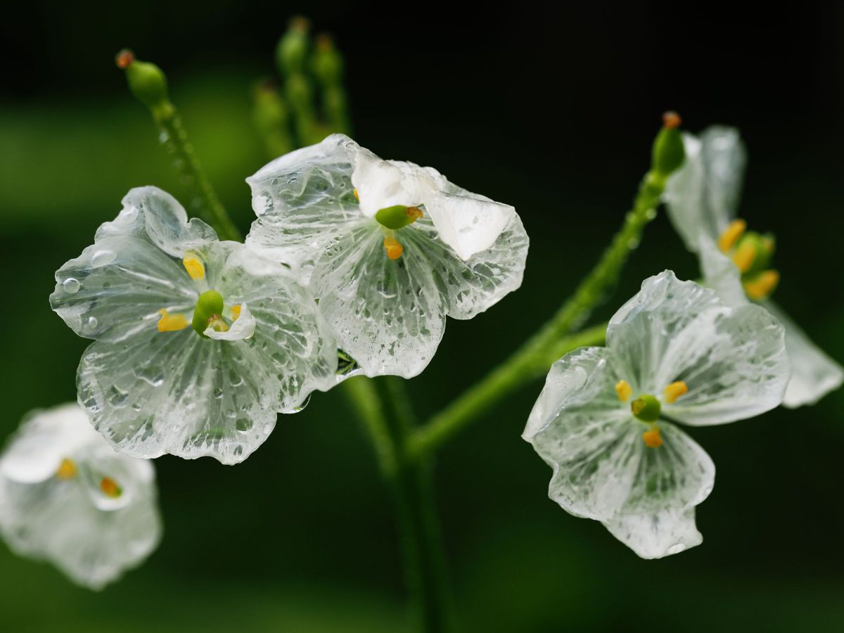 M.ZUIKO DIGITAL ED 60mm F2.8 Macroで撮影された写真 | 写真検索 | GANREF