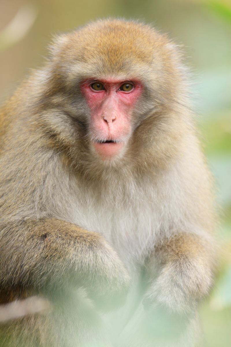 サル驚きの表情 動物 小動物 Ganref