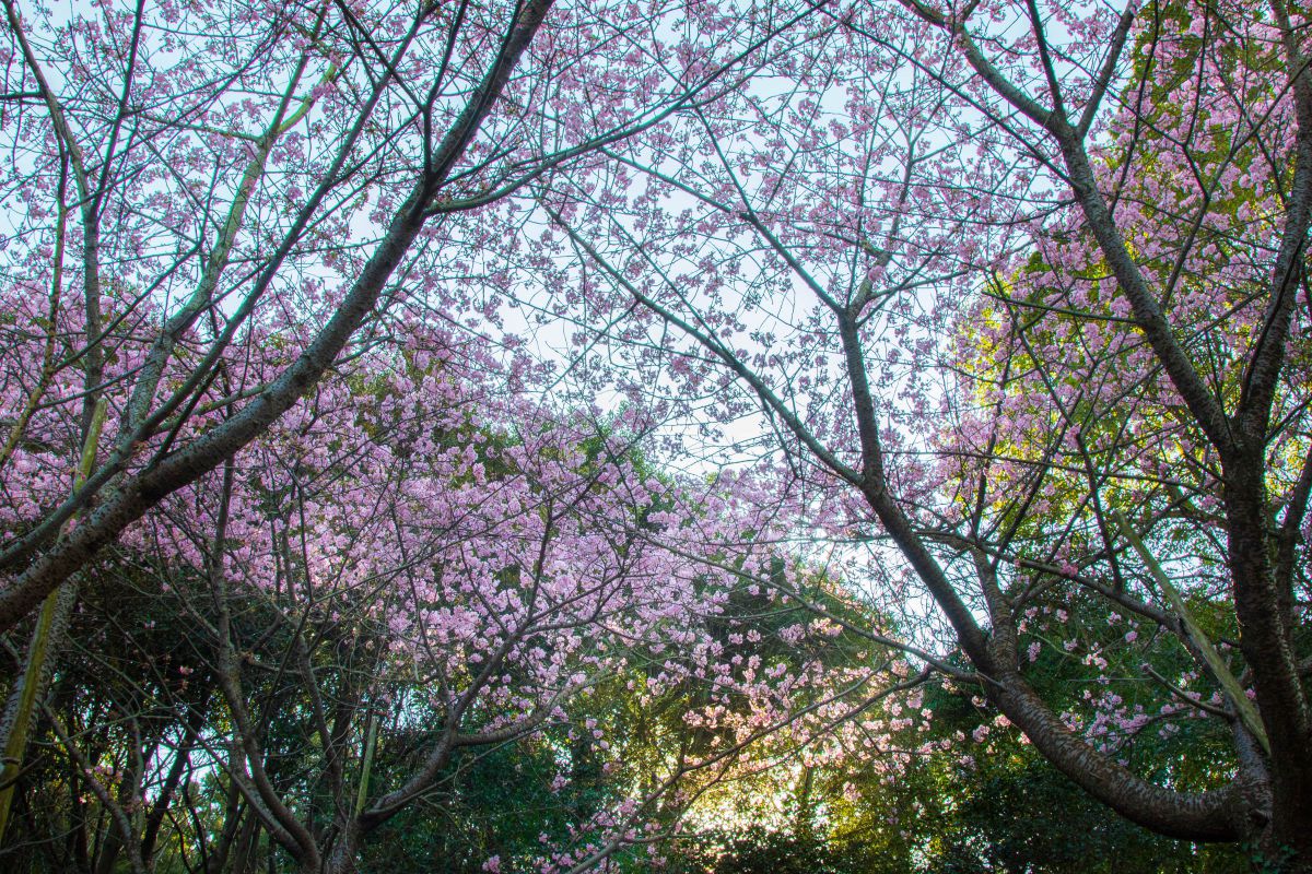 Bloom | GANREF