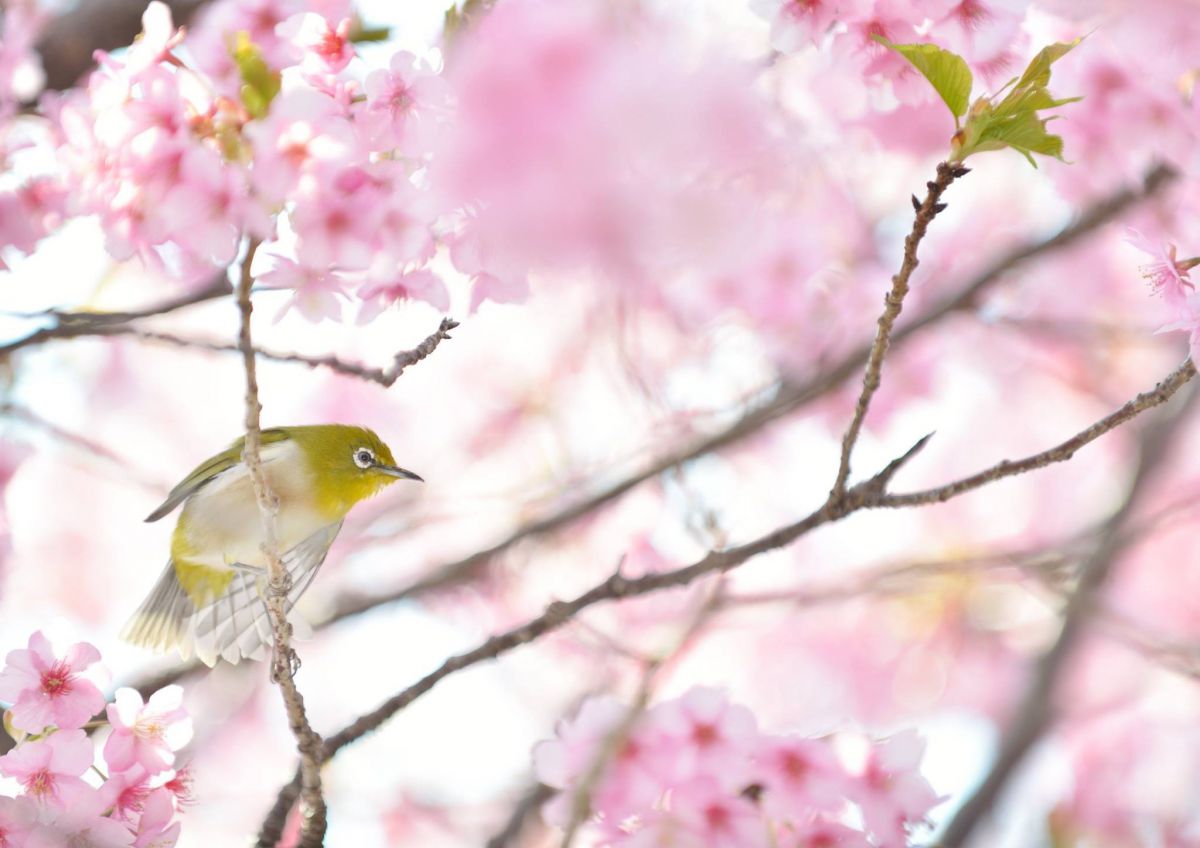 旅立ちの春 動物 鳥類 Ganref