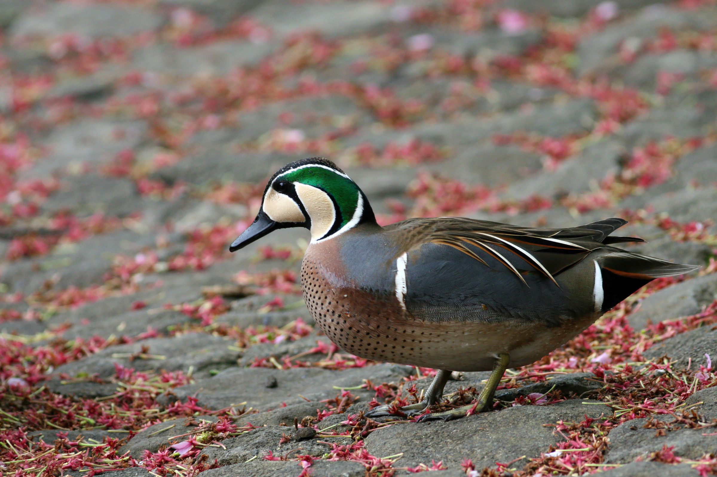 トモエガモ （Baikal teal） | GANREF
