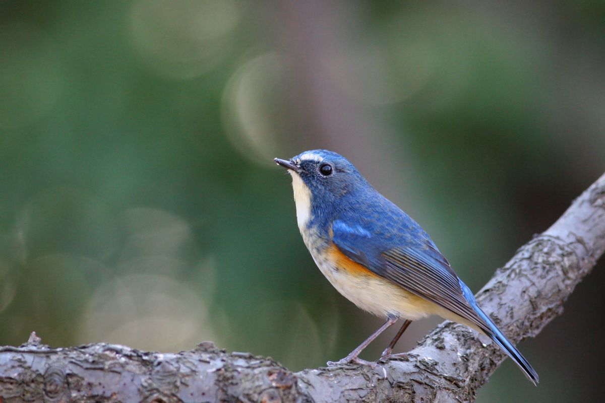 瑠璃色の貴公子 動物 鳥類 Ganref